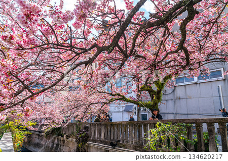 【靜岡縣】熱海市櫻花盛開，色彩絢麗 134620217