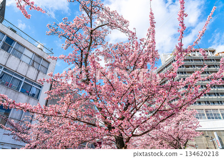 【靜岡縣】熱海市櫻花盛開，色彩絢麗 134620218