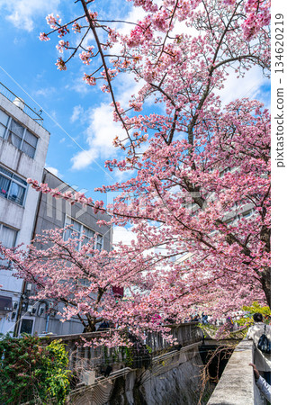 [Shizuoka Prefecture] Atami cherry blossoms bloom in vibrant colors in the city of Atami 134620219
