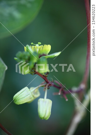 Passiflora koreacaea buds Passiflora koreacaea buds 134620223