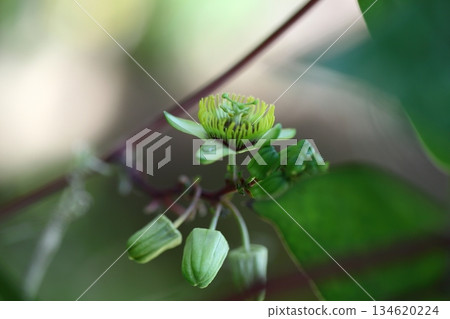 西番蓮花和雨滴 134620224