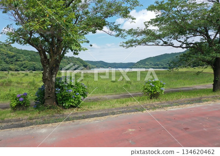 Cherry blossom and hydrangea promenade at Lake Osumi in Kanoya City, Kagoshima Prefecture 134620462