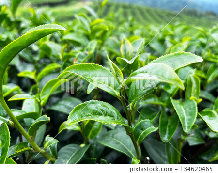 Fresh green tea leaves growing on tea bush, natural foliage background representing organic agriculture, healthy lifestyle, herbal ingredients, sustainability, and traditional Chinese tea cultivation Fresh green tea leaves growing on tea bush, natural foliage background representing organic agriculture, healthy lifestyle, herbal ingredients, sustainability, and traditional Chinese tea cultivation 134620465