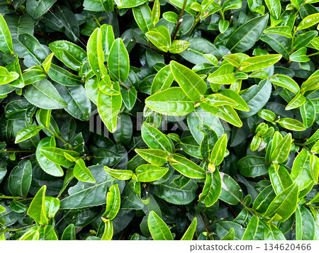 Fresh green tea leaves growing on tea bush, natural foliage background representing organic agriculture, healthy lifestyle, herbal ingredients, sustainability, and traditional Chinese tea cultivation 134620466