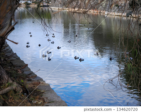 A landscape with a Common Pochard 134620720