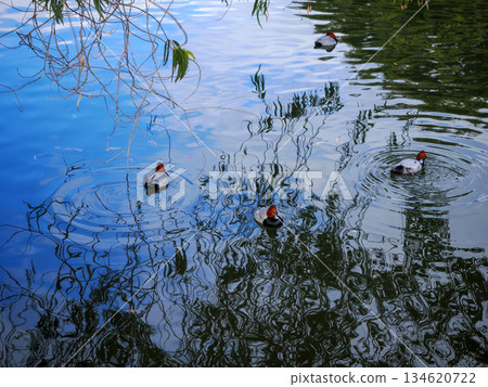 一幅有紅頭潛鴨的風景 134620722