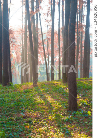 Morning sunlight and shadows in the woods Morning sunlight and shadows in the woods 134620956