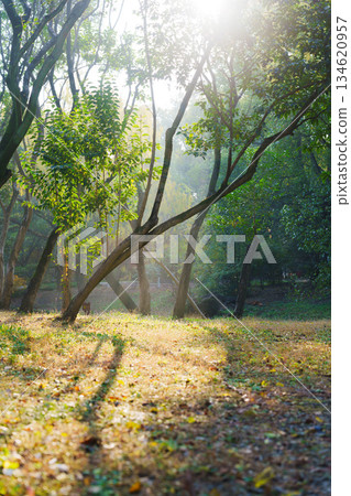 清晨陽光樹林光影 134620957