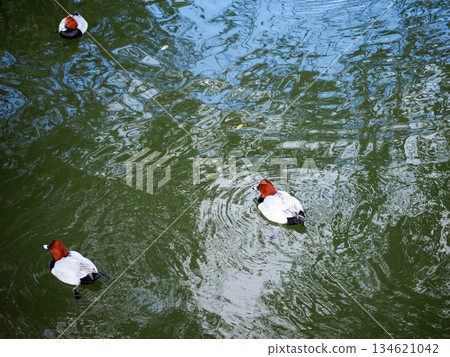 A landscape with a Common Pochard A landscape with a Common Pochard 134621042