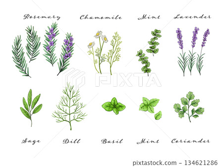 Herb watercolor illustration set Herb watercolor illustration set 134621286