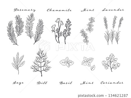 一套簡單的草本線條畫插圖 134621287