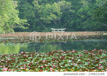 日式鳥居與漂浮睡蓮的景色 日式鳥居與漂浮睡蓮的景色 134621289