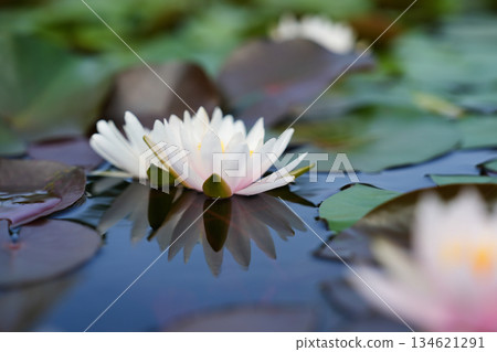Water lily floating on the water surface Water lily floating on the water surface 134621291