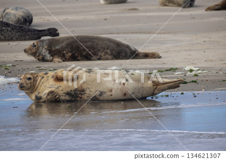 Eierland, De Cocksdorp, Texel, The Netherlands, Oktober 28th, 2024, Seals Resting Comfortably on a 134621307