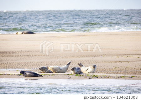 Eierland, De Cocksdorp, Texel, The Netherlands, Oktober 28th, 2024, Seals peacefully relaxing on a 134621308