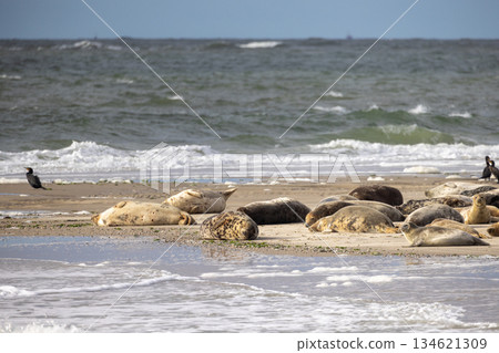 Eierland, De Cocksdorp, Texel, The Netherlands, Oktober 28th, 2024, Seals Resting Relaxedly on the 134621309