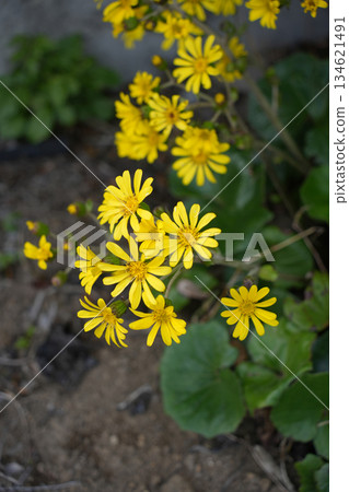 一條毛巾 134621491