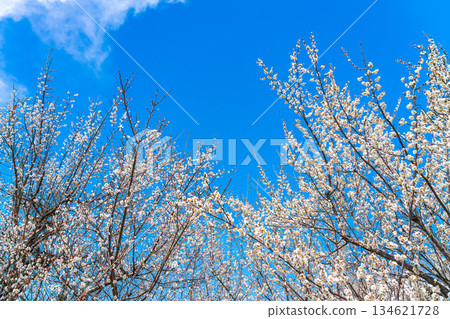 [Kanagawa Prefecture] Beautiful plum blossoms bloom at Soga Plum Grove 134621728