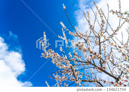 【神奈川縣】曾我梅林盛開美麗的梅花 134621734