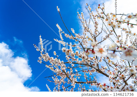 [Kanagawa Prefecture] Beautiful plum blossoms bloom at Soga Plum Grove 134621736