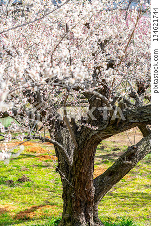 【神奈川縣】曾我梅林盛開美麗的梅花 134621744