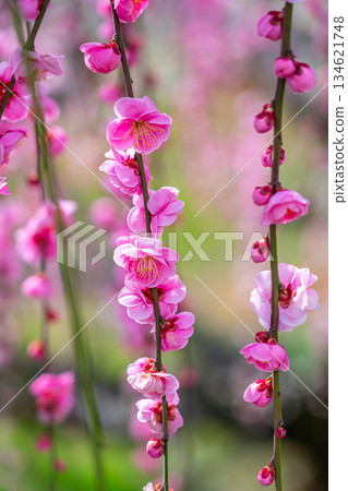 【神奈川縣】曾我梅林盛開美麗的梅花 134621748