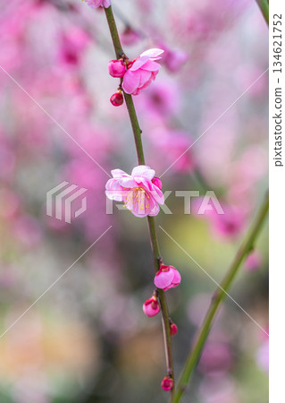 [Kanagawa Prefecture] Beautiful plum blossoms bloom at Soga Plum Grove 134621752