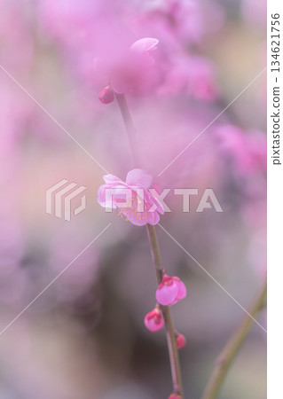 【神奈川縣】曾我梅林盛開美麗的梅花 134621756