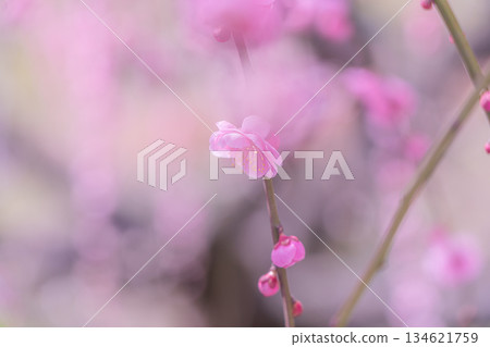 [Kanagawa Prefecture] Beautiful plum blossoms bloom at Soga Plum Grove 134621759