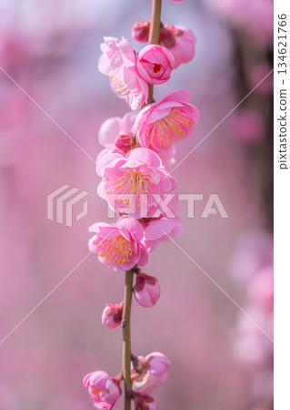 【神奈川縣】曾我梅林盛開美麗的梅花 134621766