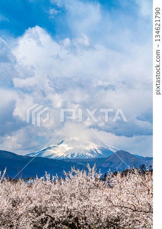 【神奈川縣】曾我梅林盛開，富士山雲霧繚繞。 134621790
