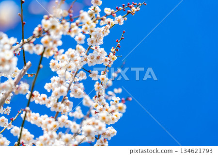 【神奈川縣】曾我梅林盛開美麗的梅花 134621793