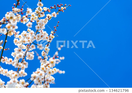 【神奈川縣】曾我梅林盛開美麗的梅花 134621796