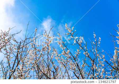 【神奈川縣】曾我梅林盛開美麗的梅花 【神奈川縣】曾我梅林盛開美麗的梅花 134621797