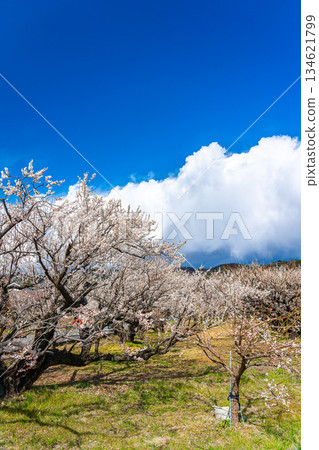 【神奈川縣】曾我梅林盛開美麗的梅花 【神奈川縣】曾我梅林盛開美麗的梅花 134621799