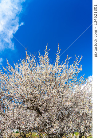 【神奈川縣】曾我梅林盛開美麗的梅花 134621801