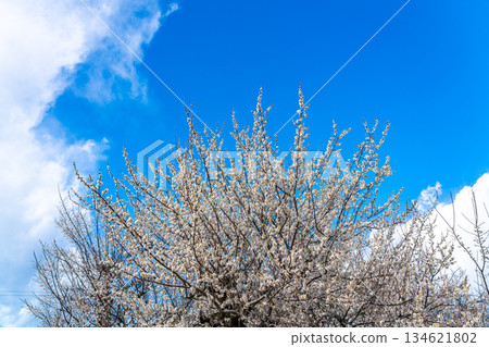 【神奈川縣】曾我梅林盛開美麗的梅花 【神奈川縣】曾我梅林盛開美麗的梅花 134621802