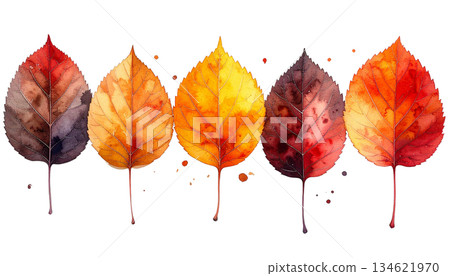 Watercolor illustration of leaves 134621970