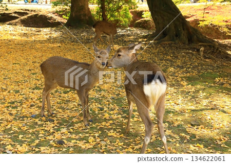 秋天的奈良公園秋天的落葉和鹿 秋天的奈良公園秋天的落葉和鹿 134622061