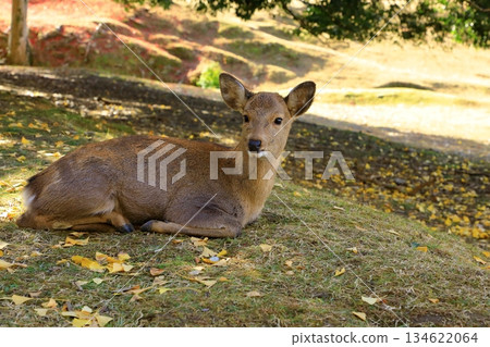 秋天的奈良公園秋天的落葉和鹿 秋天的奈良公園秋天的落葉和鹿 134622064
