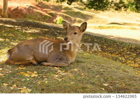 秋天的奈良公園秋天的落葉和鹿 秋天的奈良公園秋天的落葉和鹿 134622065