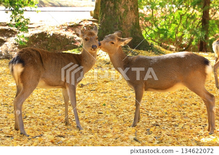 Autumn Nara Park Autumn leaves and deer 134622072
