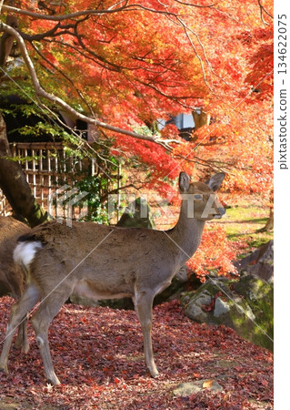 Autumn Nara Park Autumn leaves and deer 134622075