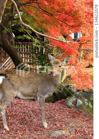 秋天的奈良公園秋天的落葉和鹿 秋天的奈良公園秋天的落葉和鹿 134622078