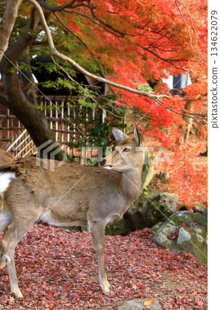 Autumn Nara Park Autumn leaves and deer 134622079