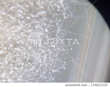 透過立體顯微鏡觀察到的米麴菌 透過立體顯微鏡觀察到的米麴菌 134622329