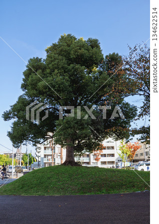 街角的樟樹 街角的樟樹 134622514