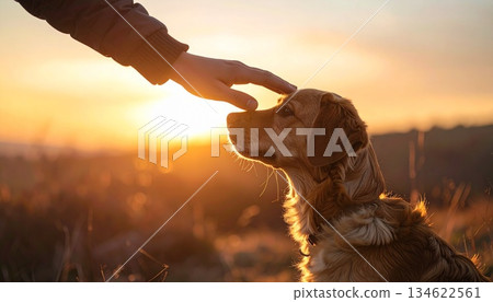 一隻狗被撫摸著，夕陽西下。 134622561
