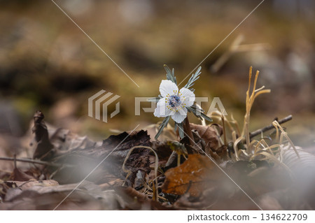 冬日里的節分草 冬日里的節分草 134622709