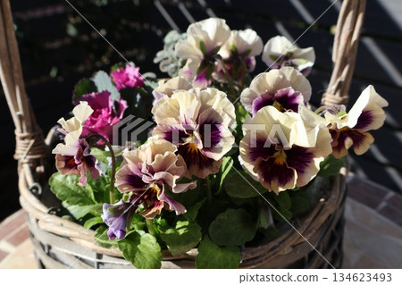 Frilled pansy planted in a basket Frilled pansy planted in a basket 134623493